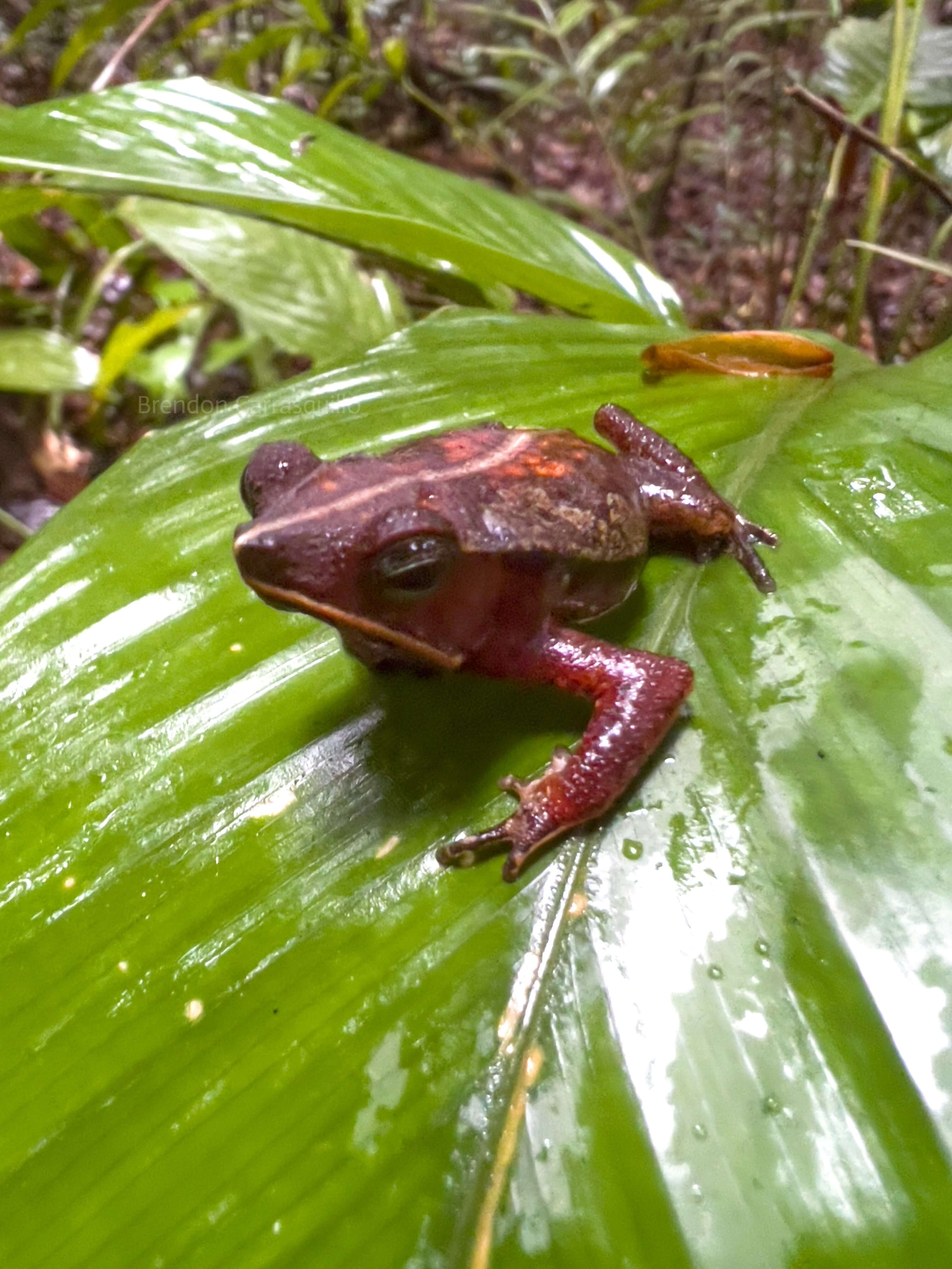 Colorful red and brown frog sitting on green tropical leaf
