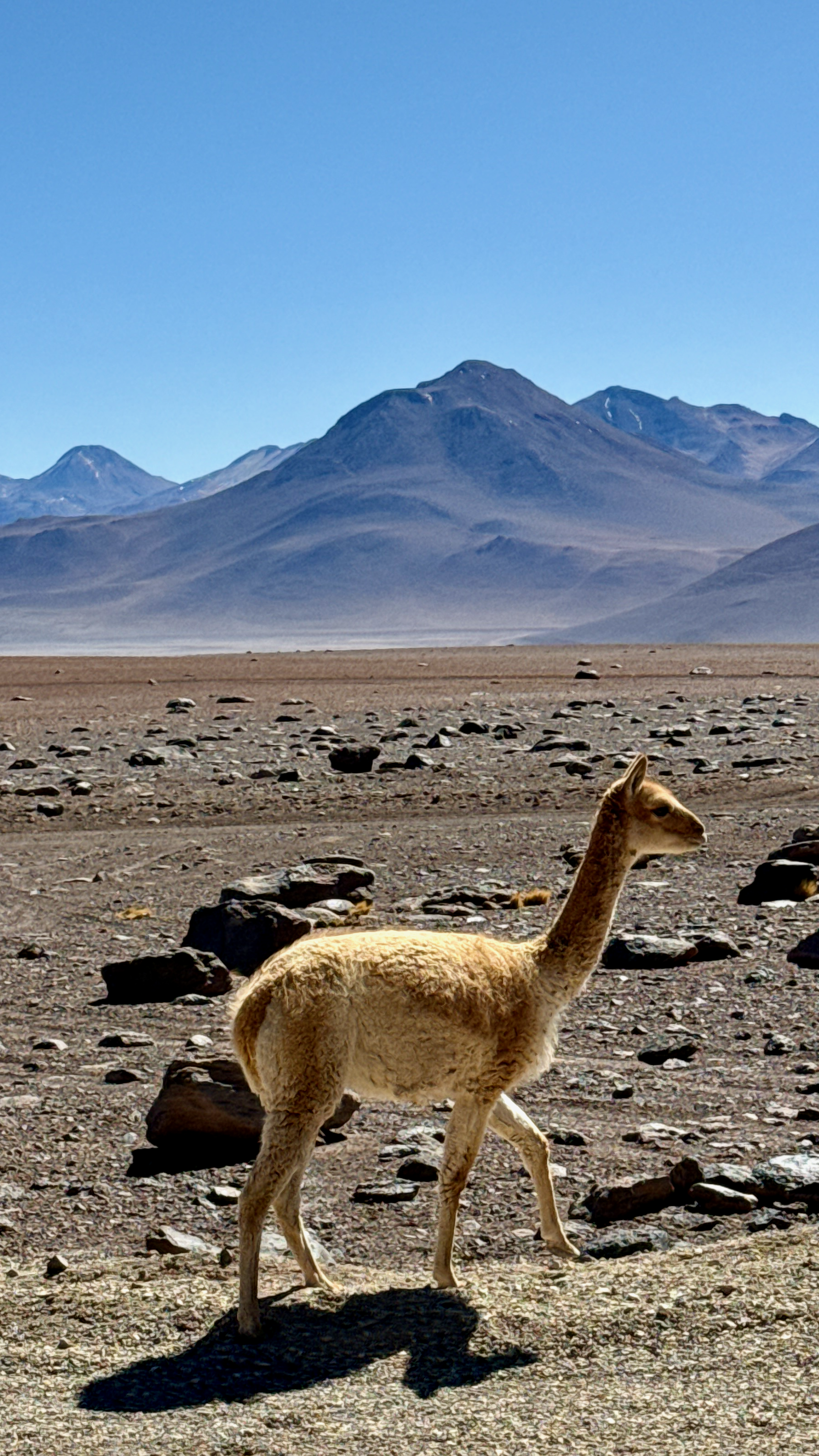 Wild vicuña walking across a rocky Atacama altiplano with distant volcanic peaks