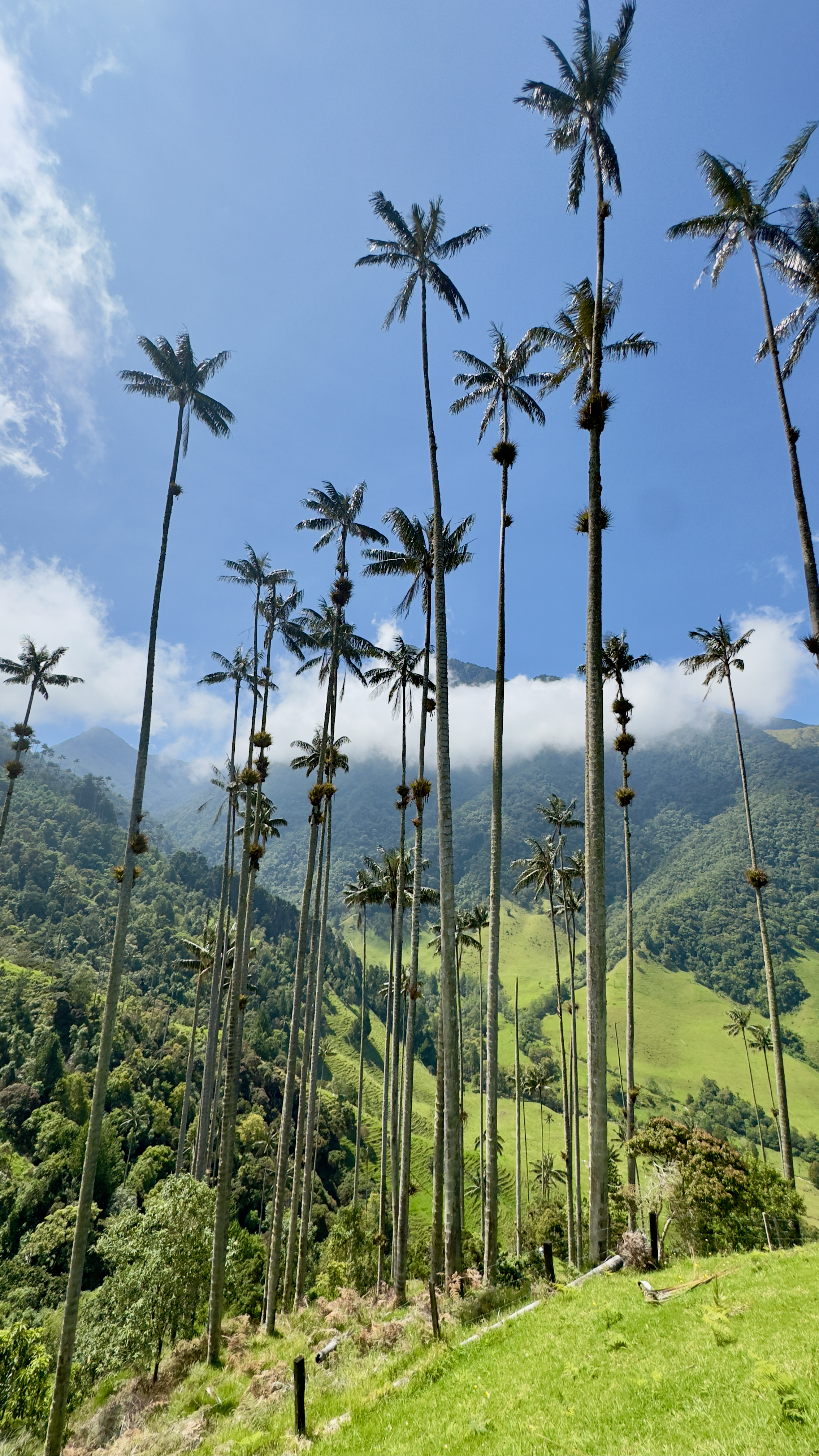 Towering wax palm trees rising above a green Andean valley under a blue sky
